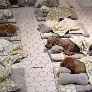 蒲公英实验幼稚园怎么样？