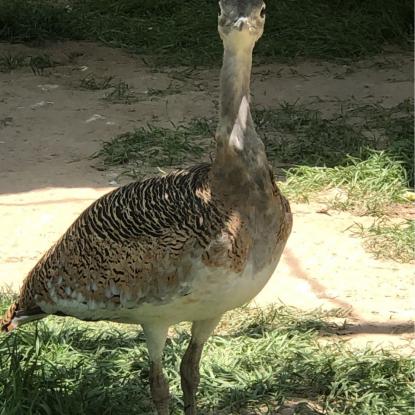 兰州市鸽子肉哪里有卖的