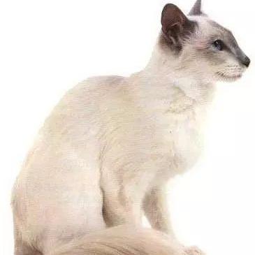 蓝猫宝宝济南相关长尾关键词有哪些