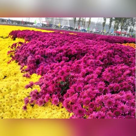 孩子的女朋友是西安的，当地结婚风俗是什么？有什么需要父母做的？