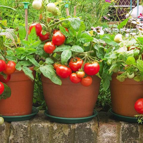 复合肥可以兑水相关长尾关键词有哪些