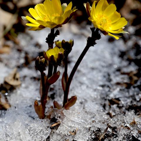 哈尔滨植物花期相关长尾关键词有哪些