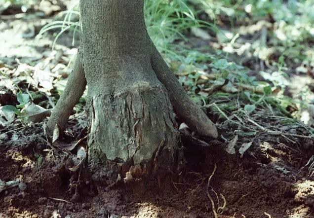 矮化密植柑橘的種植手藝_桔子花好養嗎