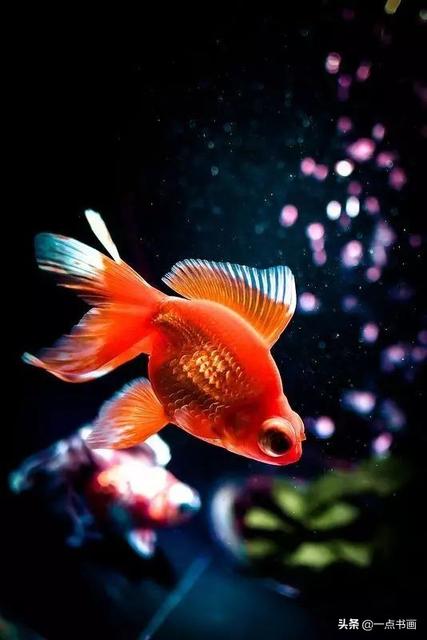 春节家宴吉祥鱼的做法大全 春节家宴吉祥鱼的做法大全