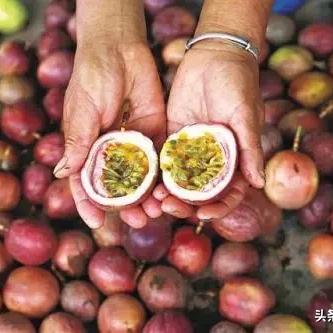 东莞市田园公园在哪里啊