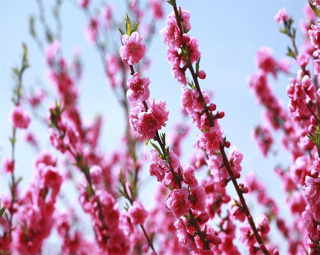 盆栽桃花怎么养,桃花网络用语啥意思?