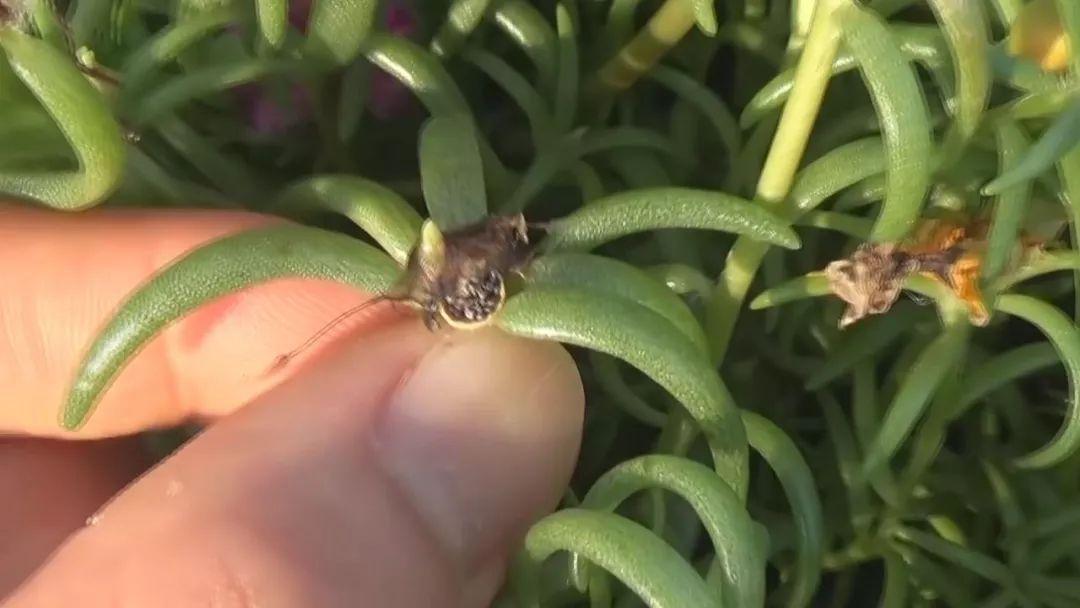 有花的小盆栽怎么种,刚栽的草莓苗没过多久就开花了?"