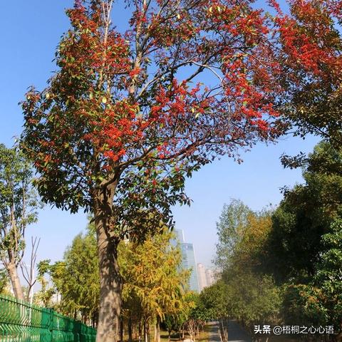 武汉市的树以什么为主