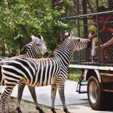 4月生肖运势视频(四月生肖运势2021)