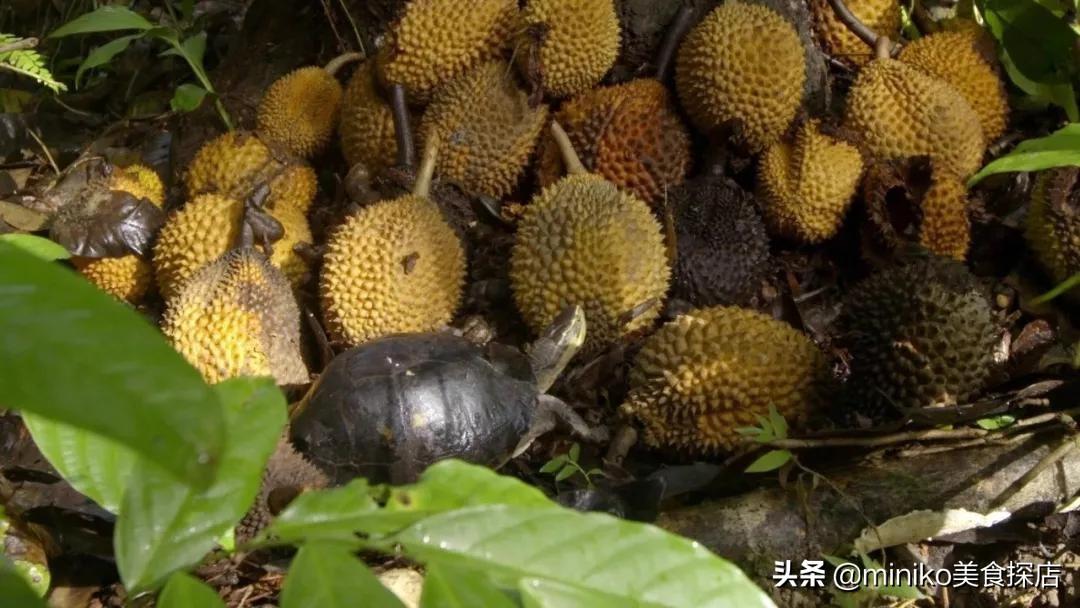 榴莲女宝宝起名怎么取名(有哪些笑死人的谐音)