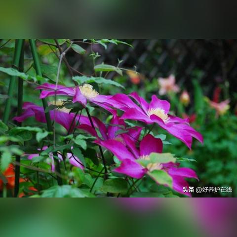 杭州紫色花墙的相关长尾关键词有哪些