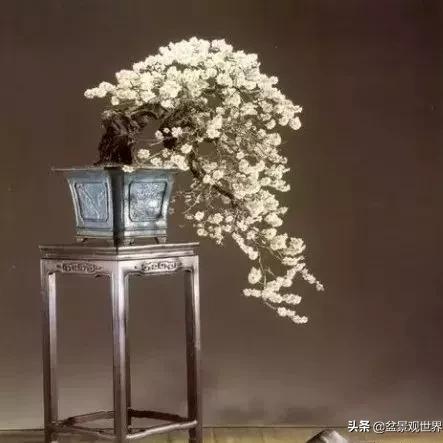 贵州毕节百里杜鹃气温的长尾关键词有哪些