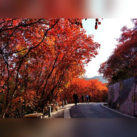 济南市红叶谷门票多少钱