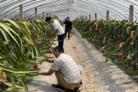水果红彤彤日子红火火—广元剑阁火龙果种植产业助力群众奔康致富