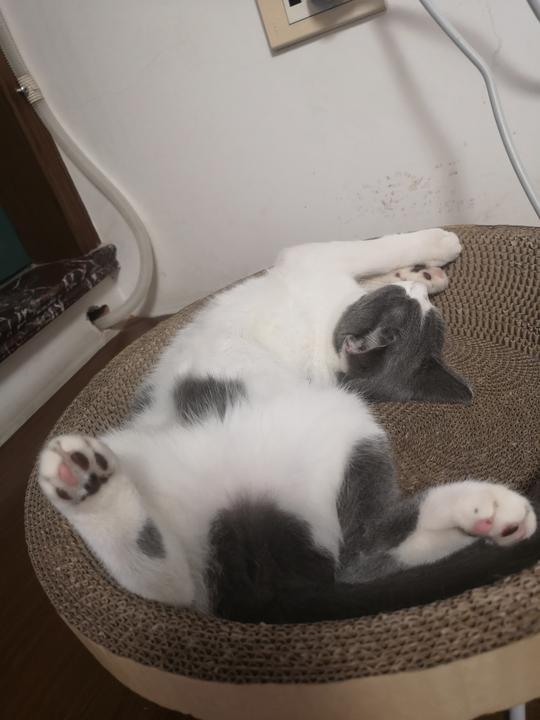 秋天是发情的季节，猫咪繁育的冷知识了解下