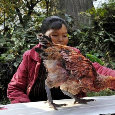 八字怎么看出命运_如何从八字看命运(如何根据八字判断命运)