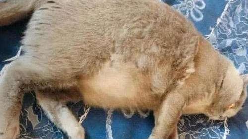 想要猫咪生猫宝宝，一定要掌握猫繁育的这些知识点