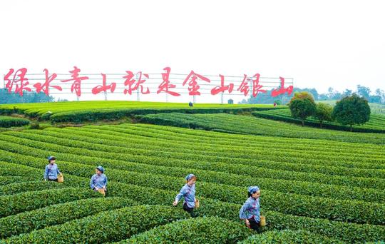 一斤茶叶480元，里面有多少是成本钱？看完才知茶厂才挣钱