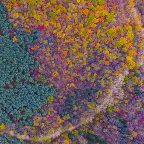 温州市龙湾七彩的长尾关键词有什么