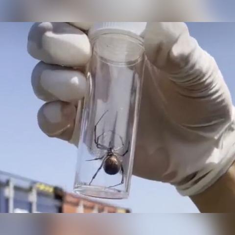 福建海关蟑螂事件的相关长尾关键词有哪些