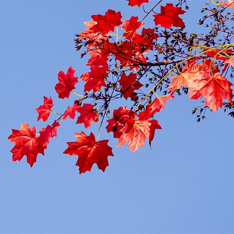 长沙欣语生物科技有限公司怎么样？