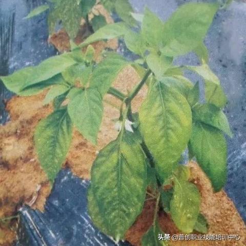 南宁辣椒病害图片的相关长尾关键词有哪些