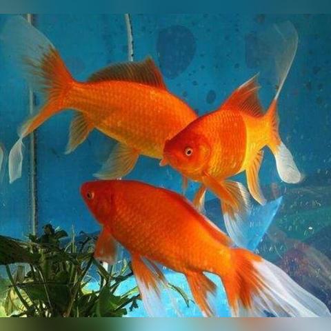 河南大易科技的相关长尾关键词有哪些