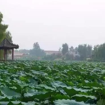 临沂市桥头小学怎么样上