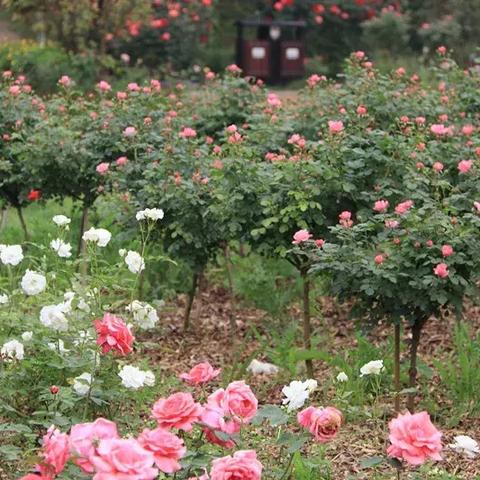 长沙市植物园走哪个门近