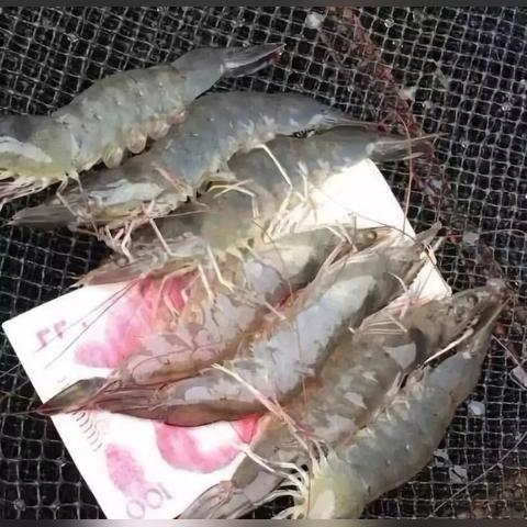 福建到江门坐火车怎么走？