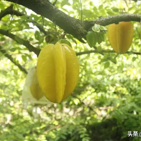 福建哪里葡萄最甜？