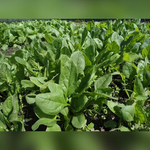 邯郸市的梗是什么意思