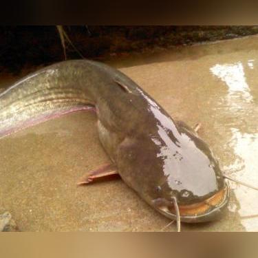 广东省佛山市黑鱼饲料的长尾关键词有什么