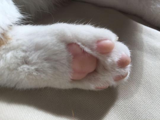 线上某鱼卖猫惯用骗术，惊呆！