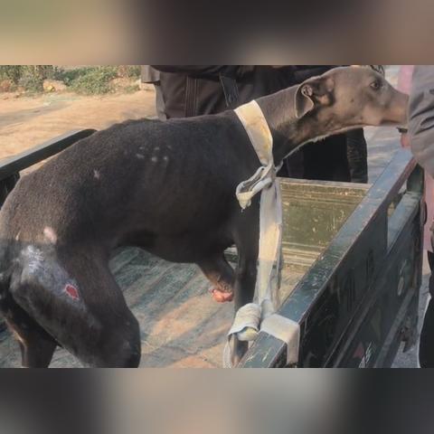 足球运动员断腿伤口大吗的长尾关键词有哪些