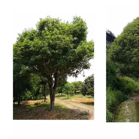 桂林市苗木市场在哪里