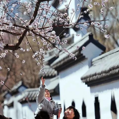 沈阳樱花最多的是哪个公园？