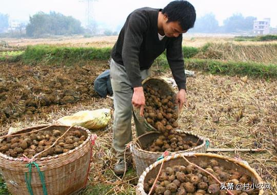 回农村创业干农业，这5个致富好项目，脚踏实地干好了就能多赚钱