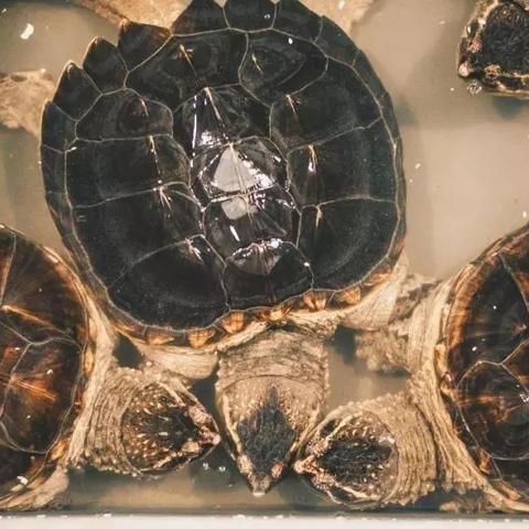 东莞市最大的鳄龟市场在哪里