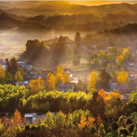 桂林市哪里有银杏树看