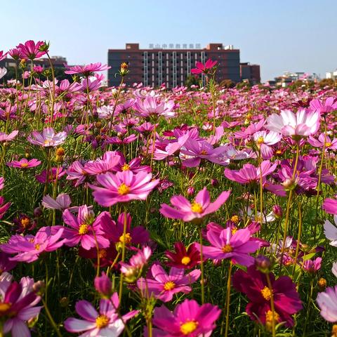 广州东莞市有哪些公园