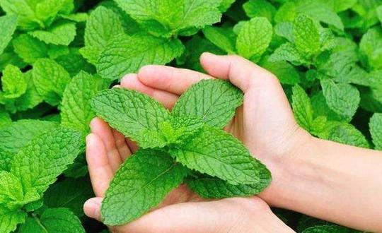 在农村常常能够见到的野生薄荷，药用效果比种植薄荷更好