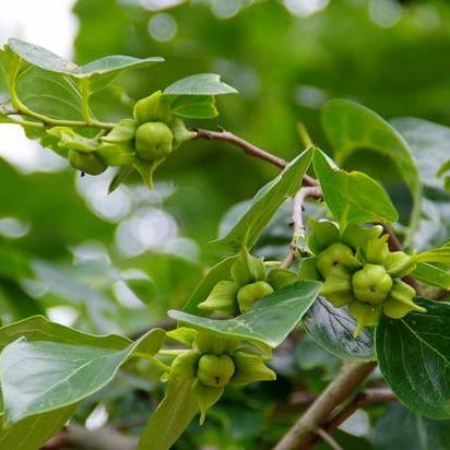 武汉市古时候叫什么名字