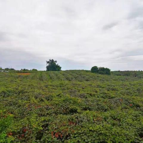 河南宝林高山的相关长尾关键词有哪些