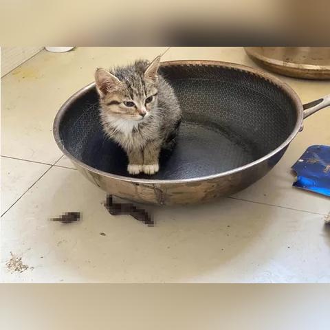 大连假狗粮的长尾关键词有什么