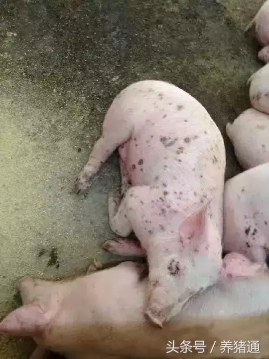 猪宝宝姓夏怎么起名(老话为什么说恶有恶报)