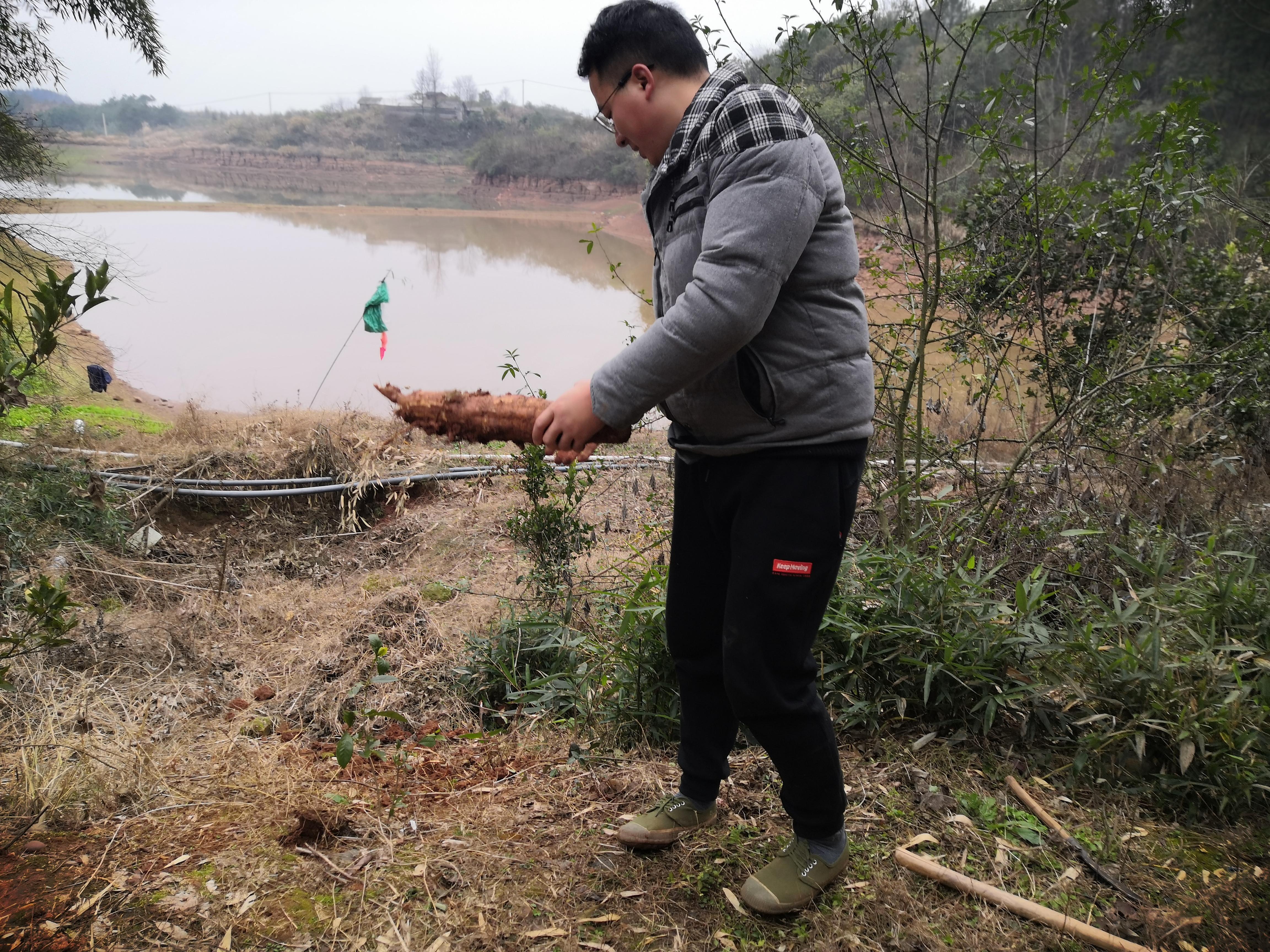 野葛根图片,野葛根最佳移栽时间?