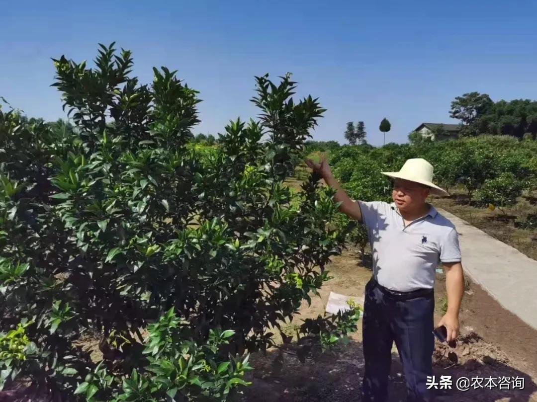 柑橘種植手藝 大雅_(tái)糖尿病人能夠吃金桔嗎