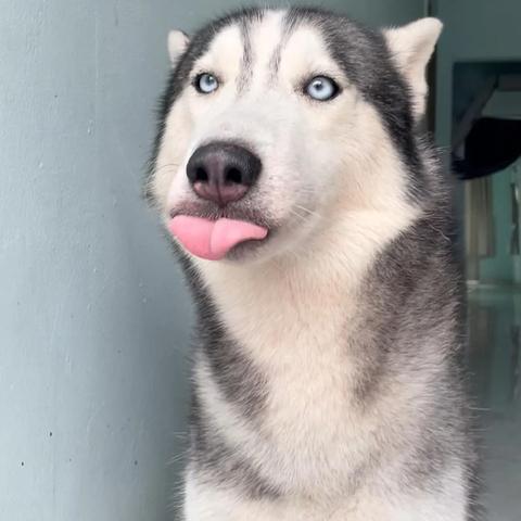 越南tiktok多吗