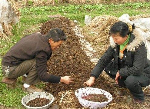 在农村养殖什么比较赚钱？老农介绍给你3种，成本低、见效快